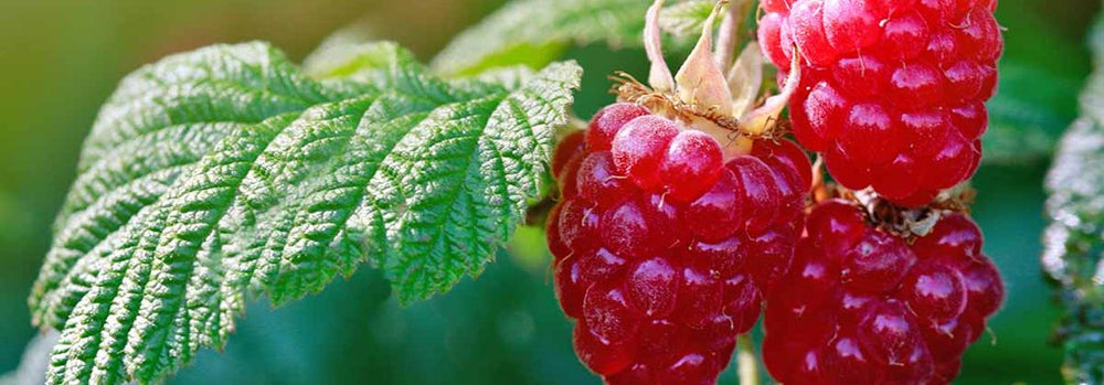 WHY RASPBERRY KETONES ARE THE KEY TO LOSING WEIGHT